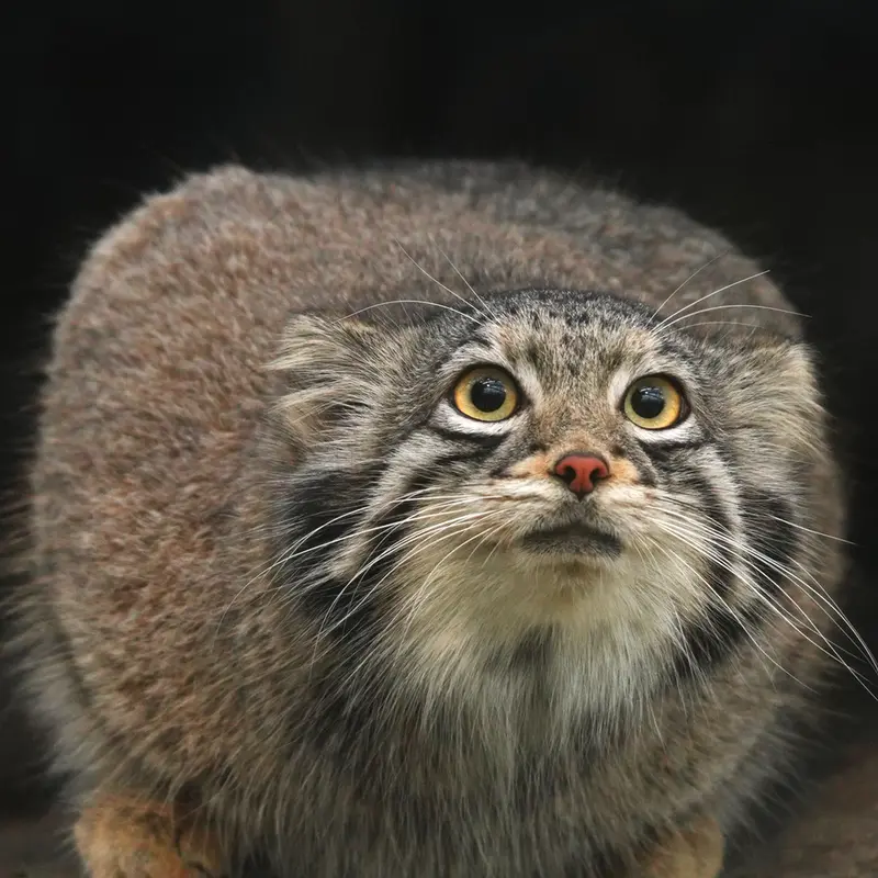 Фотография Ото в Царстве Животных Кобе