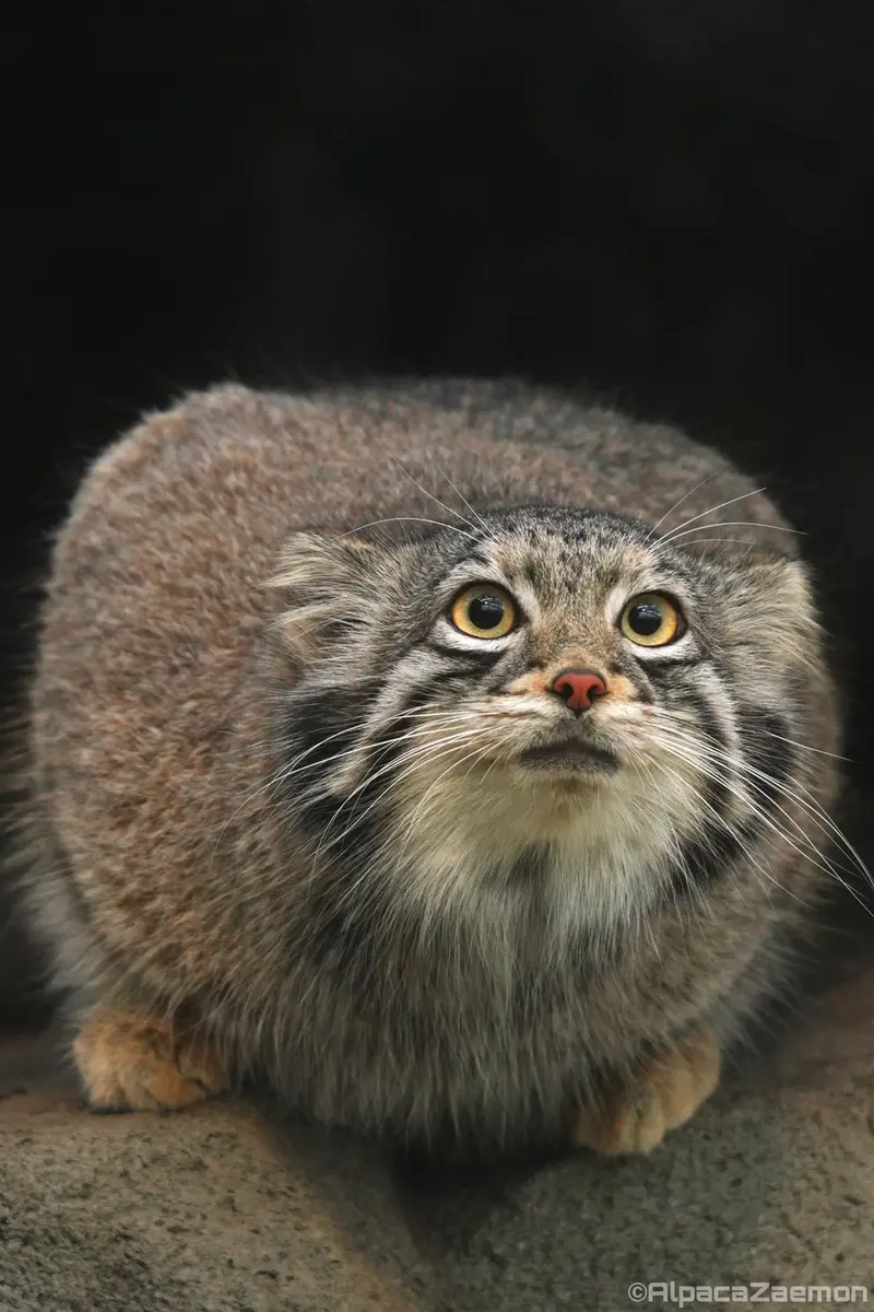 Фотография Ото в Царстве Животных Кобе