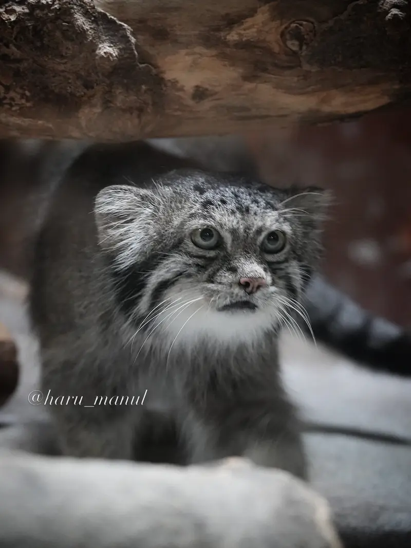 Фотография Клёна в Зоопарке Уено