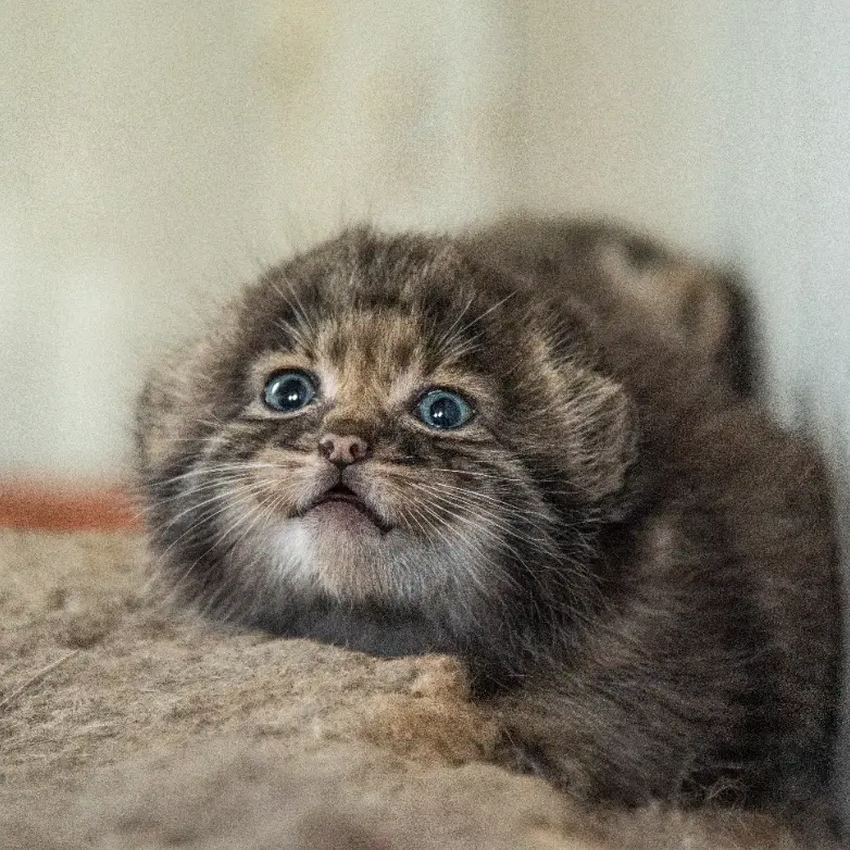 Фотография с манулом