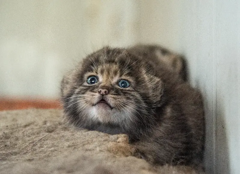 Фотография с манулом