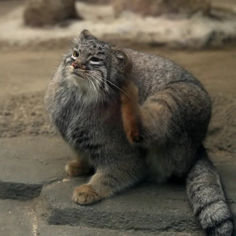 Фотография Мей в Царстве Животных Кобе