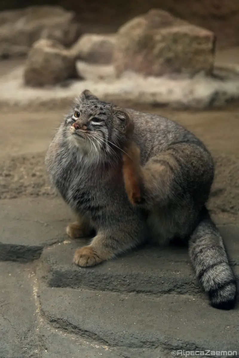 Фотография Мей в Царстве Животных Кобе