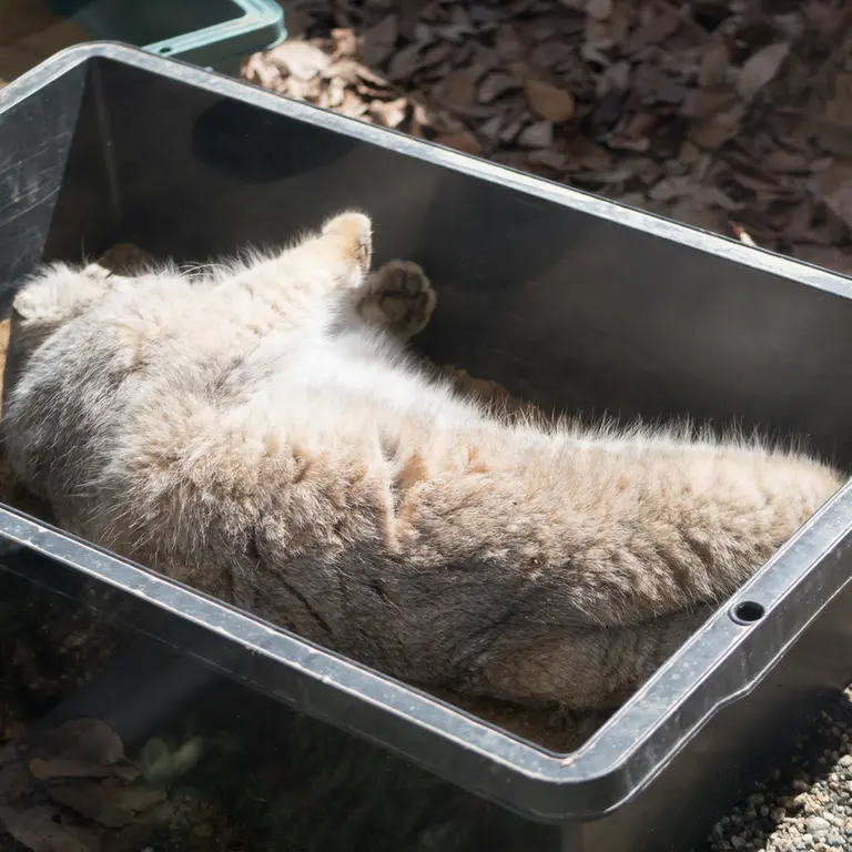 Фотография Лотоса в Детском зоопарке Сайтама