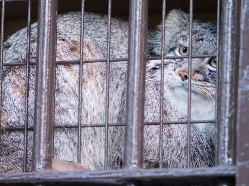 Фотография Фиги в Зоопарке Ногеяме