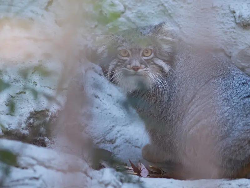 Фотография Фиги в Зоопарке Ногеяме