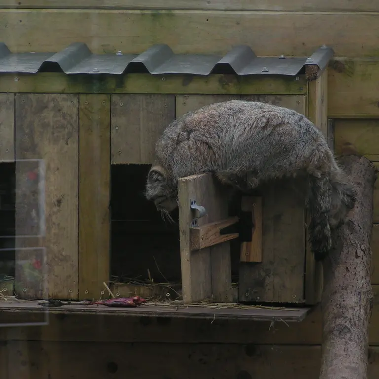 Фотография Алтая в Лэйклэнде Вайлдлайф Оазисе