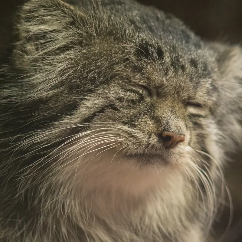 Фотография Клёна в Зоопарке Уено