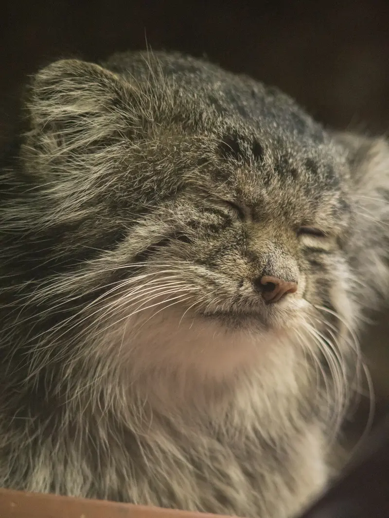 Фотография Клёна в Зоопарке Уено