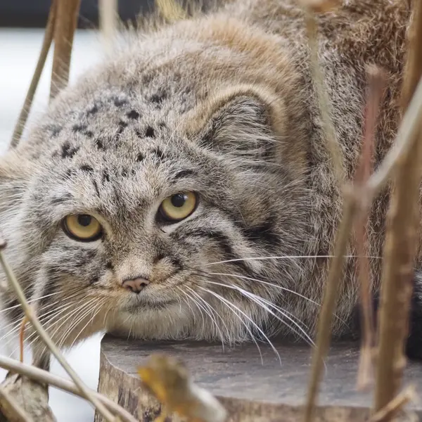 Фотография Алтая в Гданском Зоопарке
