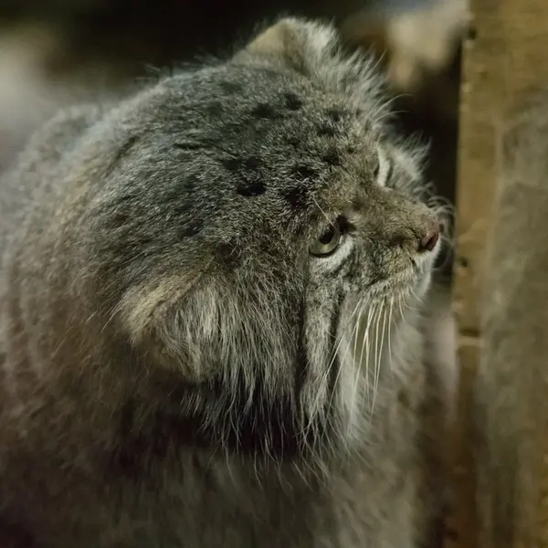 Фотография Клёна в Зоопарке Уено