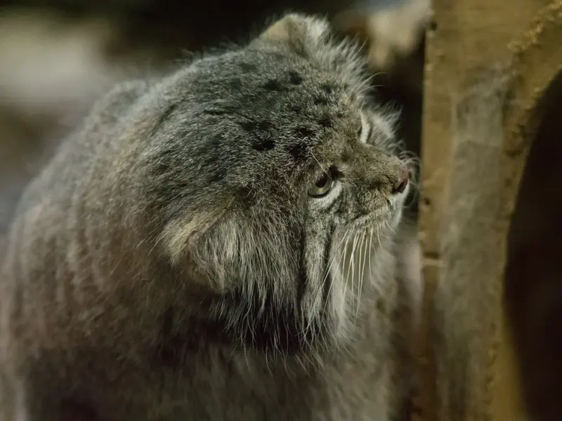 Фотография Клёна в Зоопарке Уено