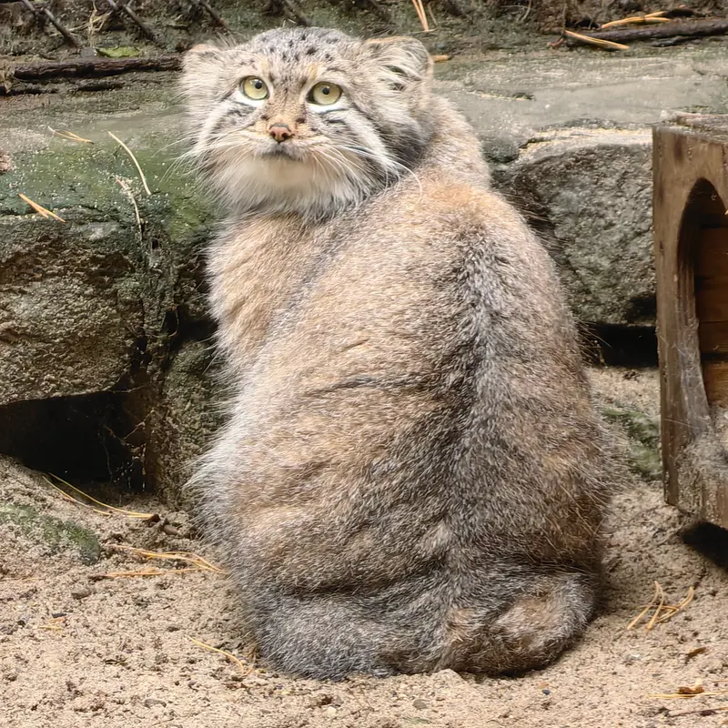 Фотография Снежаны в Новосибирском Зоопарке