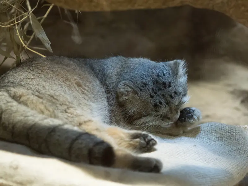 Фотография Клёна в Зоопарке Уено
