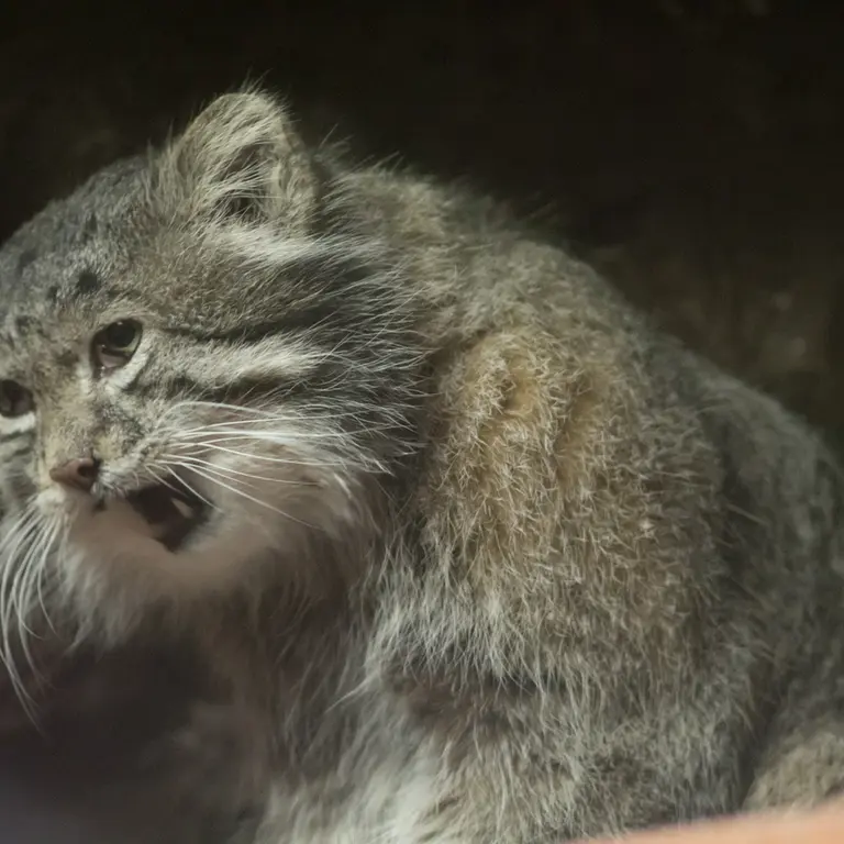 Фотография Клёна в Зоопарке Уено