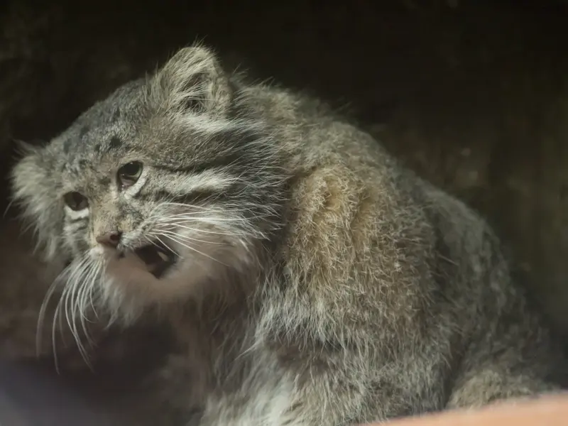 Фотография Клёна в Зоопарке Уено