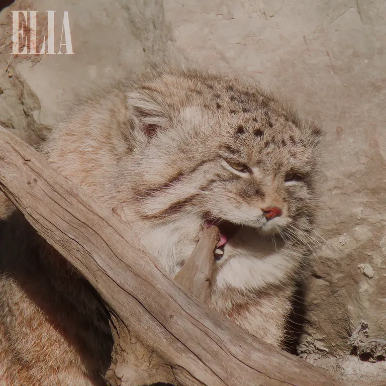 Фотография Олафа в Зоопарке Калгари / Институте Уайлдере