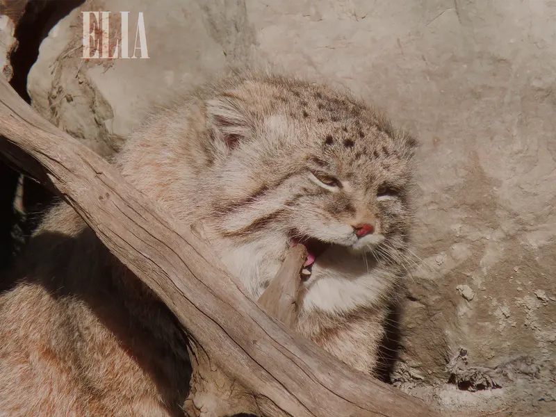 Фотография Олафа в Зоопарке Калгари / Институте Уайлдере