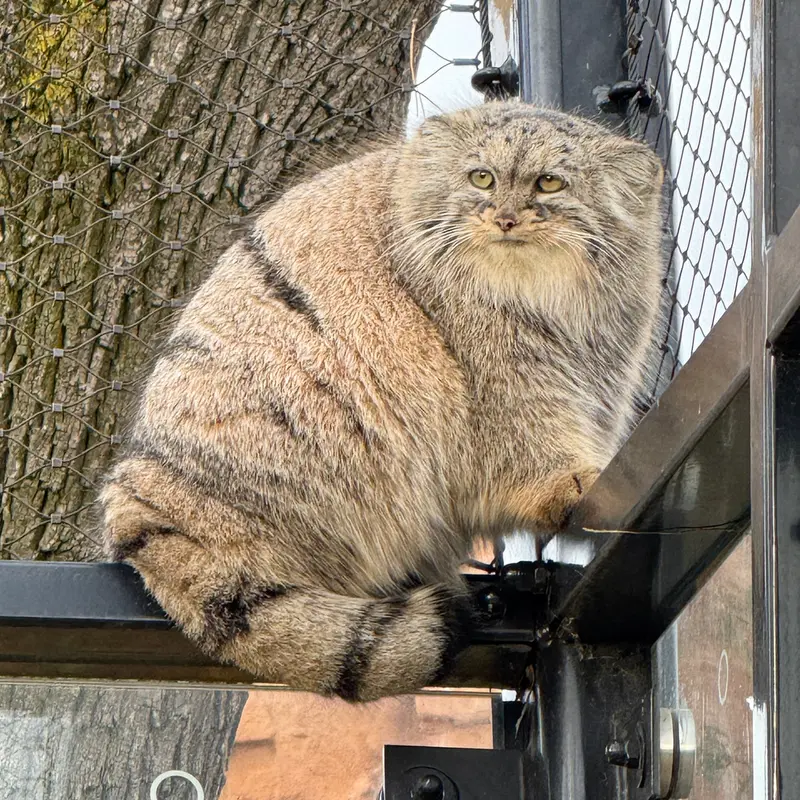 Фотография Принцессы в Пражском Зоопарке