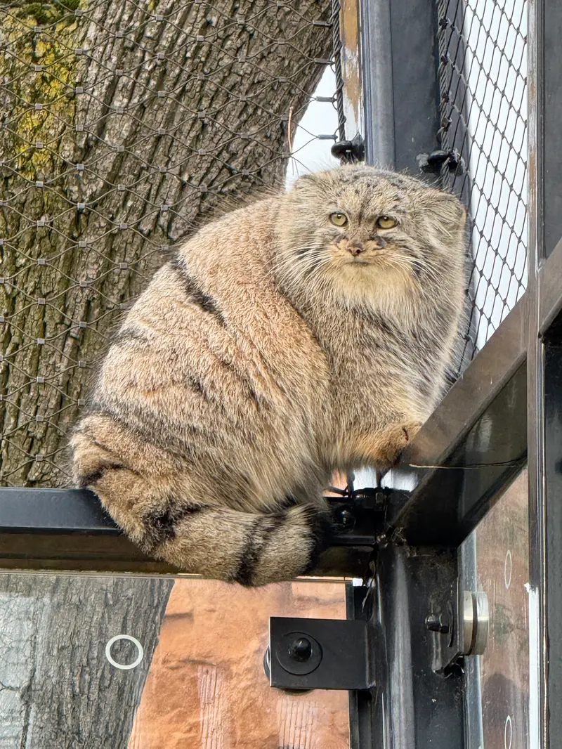 Фотография Принцессы в Пражском Зоопарке