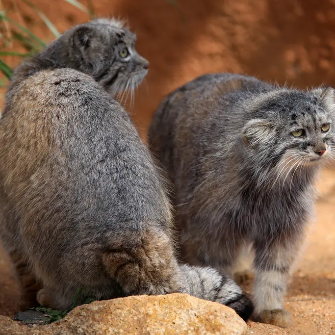 Фотография Принцессы и Спая в Пражском Зоопарке