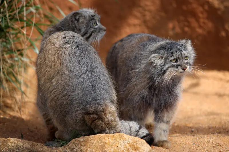 Фотография Принцессы и Спая в Пражском Зоопарке