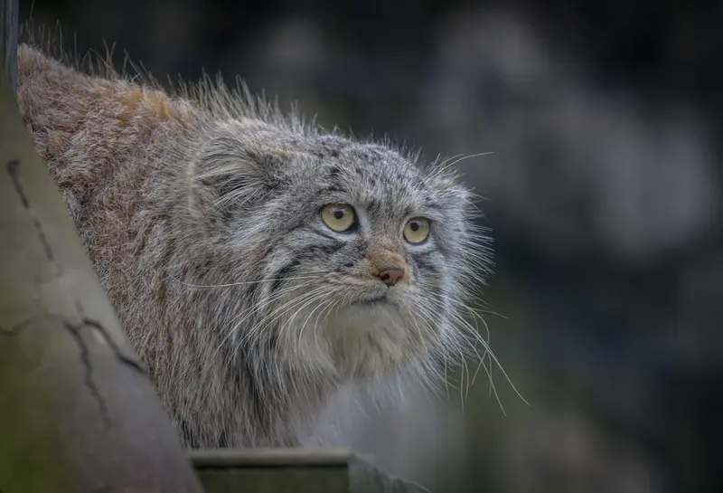 Фотография Саран в Био-Топия Дюнкерке
