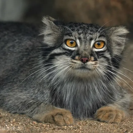 Фотография Мей в Царстве Животных Кобе