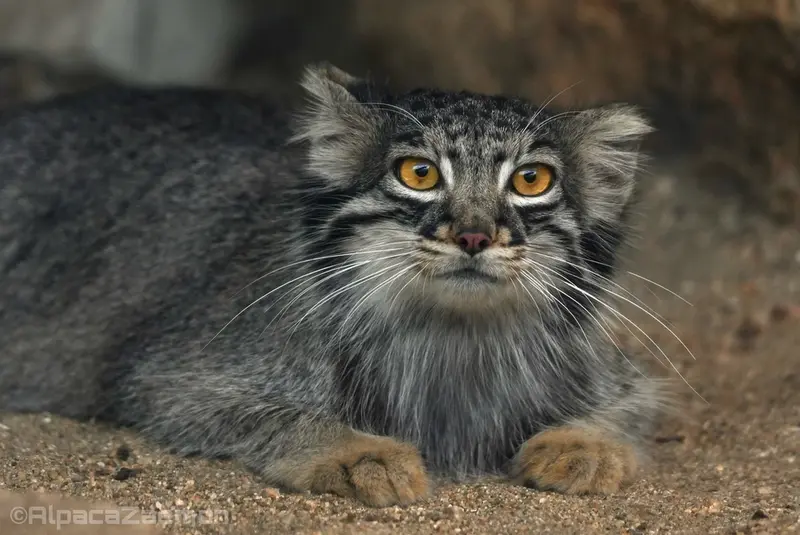 Фотография Мей в Царстве Животных Кобе