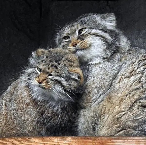 Фотография с манулом