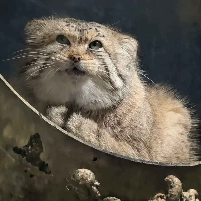 Фотография Норбу в Зоопарке Милл Маунтин