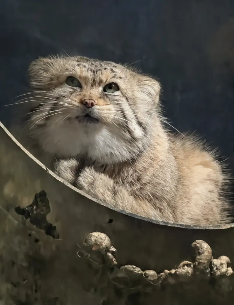 Фотография Норбу в Зоопарке Милл Маунтин