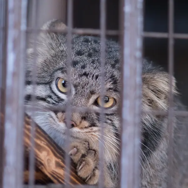 Фотография Фиги в Зоопарке Ногеяме