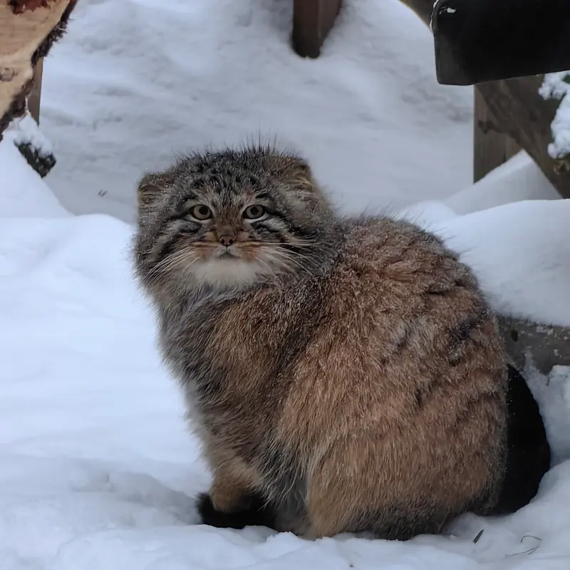 Фотография Сына Снежинки 2025 г.р. Ⅳ в Новосибирском Зоопарке