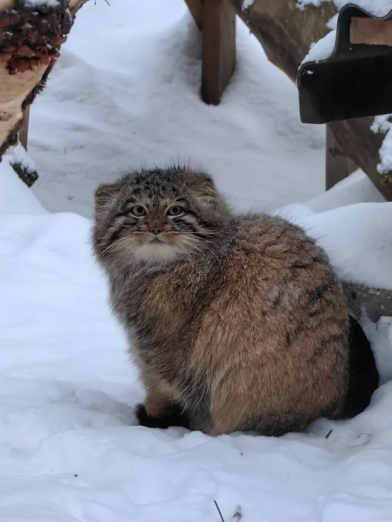 Фотография Сына Снежинки 2025 г.р. Ⅳ в Новосибирском Зоопарке