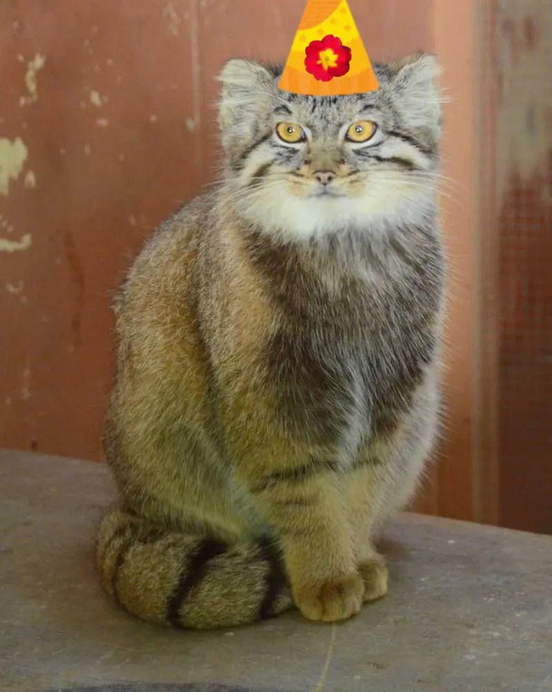 Фотография с манулом