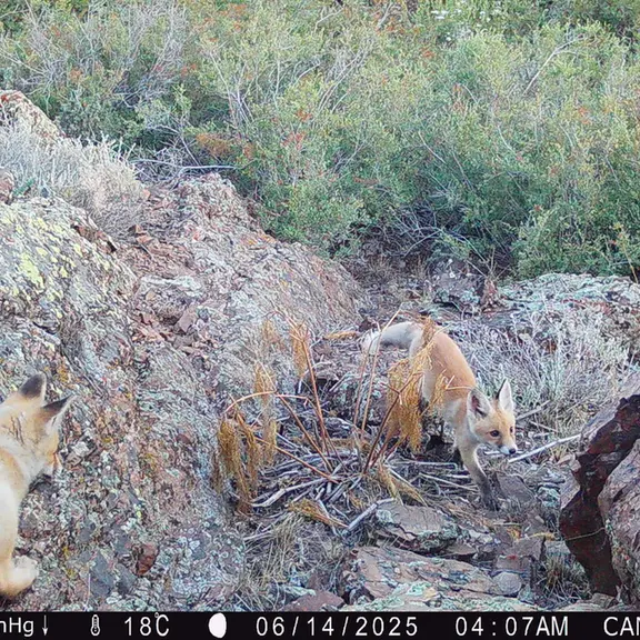 Фотография Рыжаи Лисица с фотоловушки Жунды 3 [новинка]