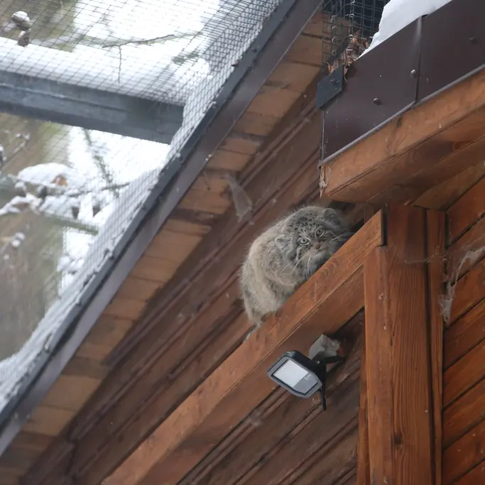 Фотография Улы в Гданском Зоопарке