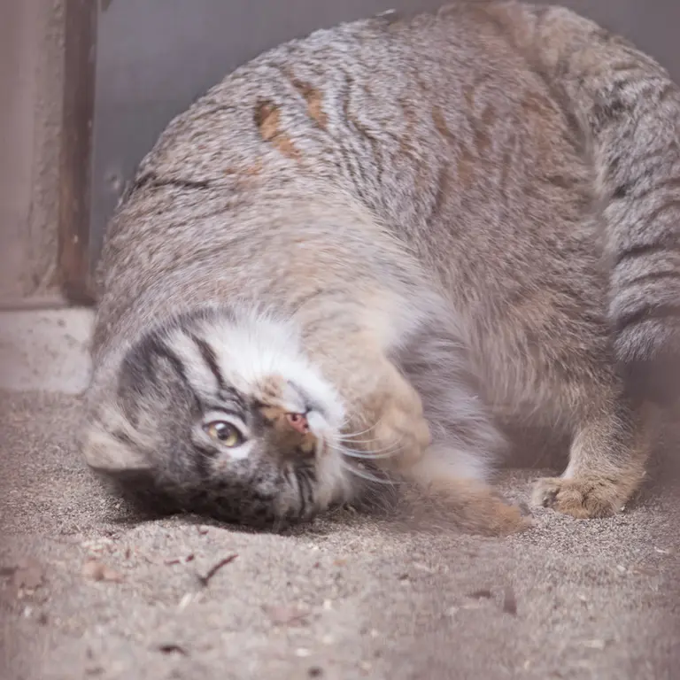 Фотография Фиги в Зоопарке Ногеяме