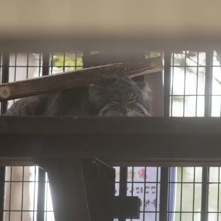 Фотография Фиги в Зоопарке Ногеяме