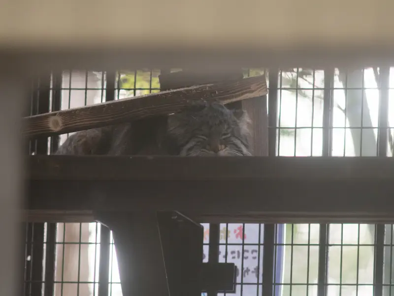 Фотография Фиги в Зоопарке Ногеяме