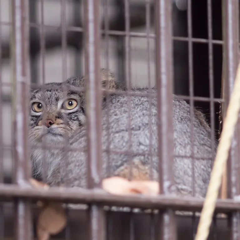 Фотография Фиги в Зоопарке Ногеяме