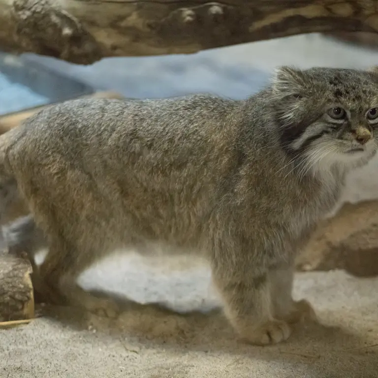 Фотография Клёна в Зоопарке Уено