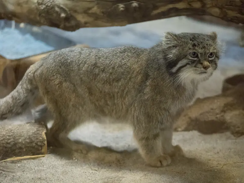 Фотография Клёна в Зоопарке Уено