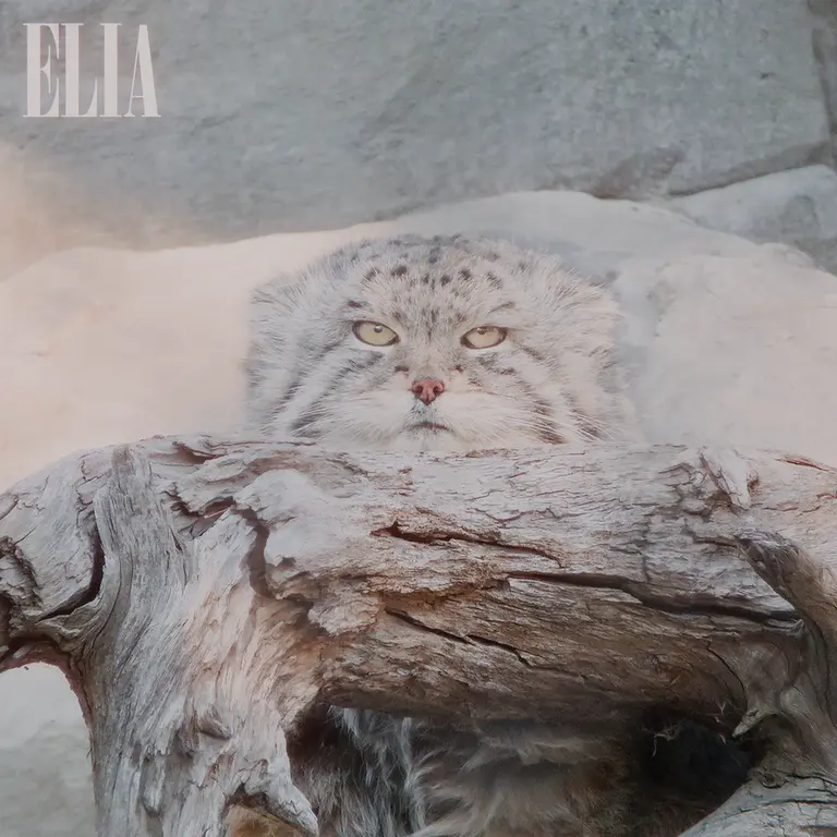 Фотография Олафа в Зоопарке Калгари / Институте Уайлдере