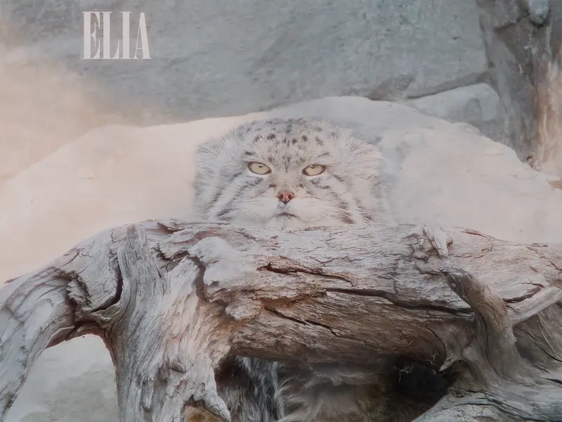 Фотография Олафа в Зоопарке Калгари / Институте Уайлдере