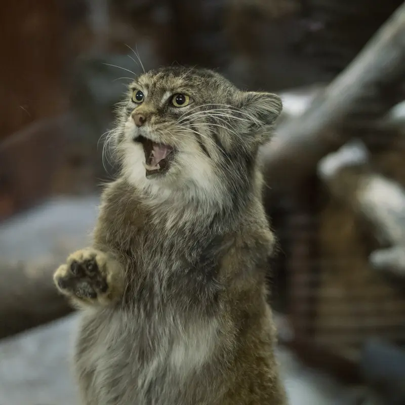 Фотография Примулы в Зоопарке Уено
