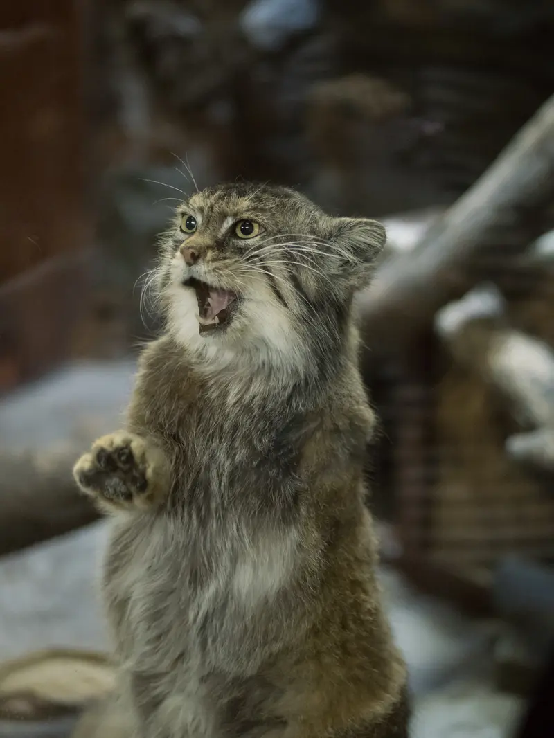 Фотография Примулы в Зоопарке Уено