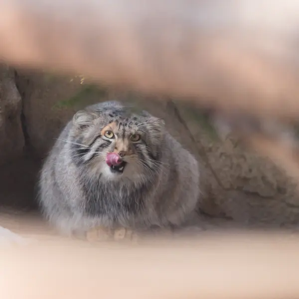 Фотография Нагому в Царстве Животных Насу