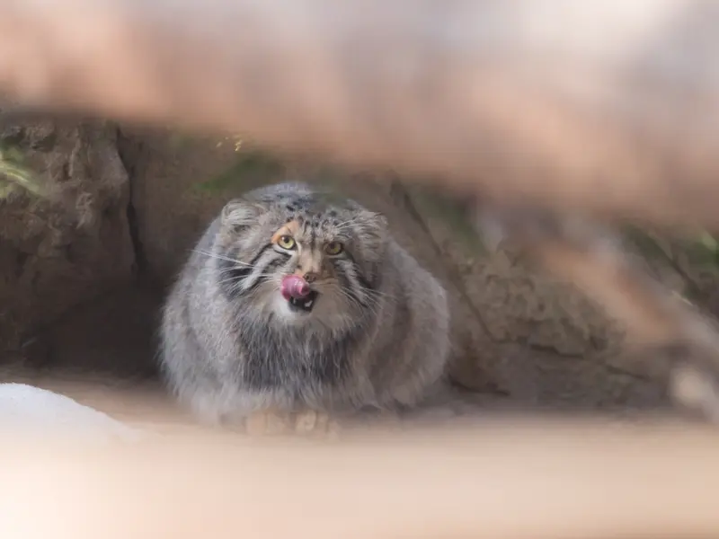 Фотография Нагому в Царстве Животных Насу